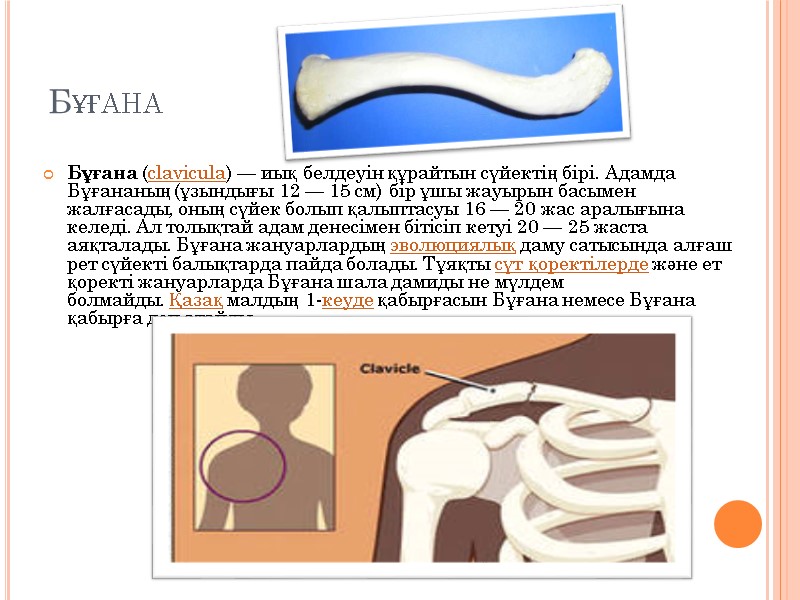 Бұғана Бұғана (clavіcula) — иық белдеуін құрайтын сүйектің бірі. Адамда Бұғананың (ұзындығы 12 —